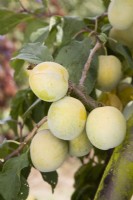 Gage - Prunus domestica 'Imperial Gage' syn. Dennistons Superb