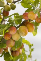 Gage - Prunus domestica 'Jefferson'