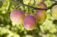 Plum - Prunus domestica 'Excalibur'