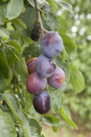 Plum - Prunus domestica 'Herman'
