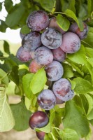 Plum - Prunus domestica 'Sanctus Hubertus'