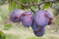 Plum - Prunus domestica 'Seneca'
