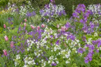 Lunaria annua and pink tulips flowering with Lunaria annua variety alba in a border in Spring - April