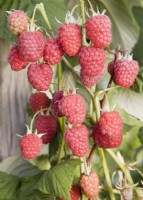 Raspberry - Rubus idaeus 'Glen Magna'