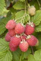 Raspberry - Rubus idaeus 'Octavia'