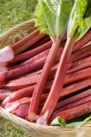 Rhubarb - Rheum hybridum 'Fulton's Strawberry Surprise'
