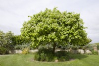 Quince tree in blossom - Cydonia oblonga 'Meeches Prolific'