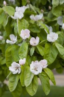 Quince blossom - Cydonia oblonga 'Meeches Prolific'