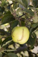Apple Sawfly damage