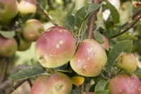 Hailstone damage to apple crop