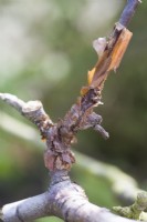 Papery bark canker