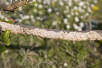 Rabbit damage on lower branch of apple tree