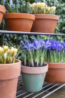 Iris reticulata 'Alida' in terracotta pot on metal shelves