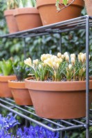 Crocus chrysanthus 'Romance' in terracotta pot on metal shelves