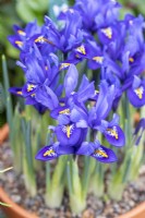 Iris reticulata 'Pixie' in terracotta pot