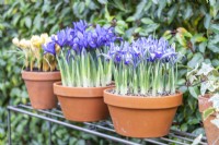 Iris reticulata 'Alida' in terracotta pot on metal shelves with another Iris, Ivy and Crocus