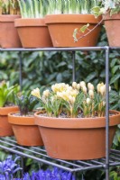 Crocus chrysanthus 'Romance' in terracotta pot on metal shelves