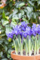 Iris reticulata 'Alida' in terracotta pot
