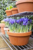 Iris reticulata 'Pixie' in terracotta pot on metal shelves