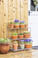Iris' 'Pixie' and 'Alida', Crocus 'Romance', Hyacinths 'Fondant' and 'Delft Blue' arranged on metal shelves on wooden deck
