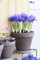 Iris reticulata 'Pixie' in terracotta pot