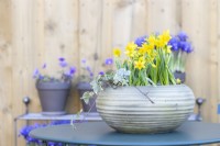 Narcissus 'Tete-a-Tete' and Ivy in pot on metal table