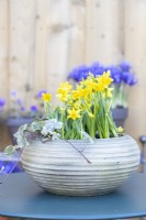 Narcissus 'Tete-a-Tete' and Ivy in pot on metal table