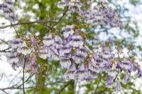Paulownia fortunei Fast Blue 'Minfast', Foxglove tree 
