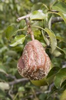 Brown Rot on Pear