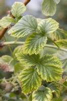 Lime induced chlorosis - Manganese deficiency on Raspberry