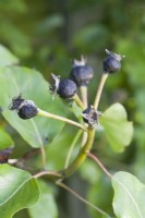 Pear fruitlet gall midge - Contarinia pyrivora