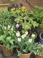 Tulipa - Yellow valery, 'Crown of Negrita', Coldplay, Drakensteyn frills in containers with Podophylum 'Spotty Dotty'