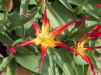 Tulipa - 'Go Go Red' - lily-flowered type'