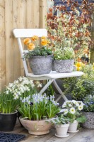 Ranunculus 'Vortex Orange Apricot' and Mossy saxifrage 'Alpino Early Lime' in pots on white chair with Yellow watering can, Narcissus 'Topolino', Muscari 'Valerie Finnis', Primula, Lithodora diffusa and Hebe Variegata beneath it