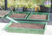 Seed tray with Phlox 'Twinkling Beauty' label