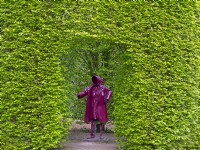 East Ruston Old Vicarage Gardens, Norfolk,  Spring. The Red Lady and Hornbeam Carpinus betulus hedging