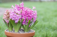 Hyacinthus 'Fondant' in terracotta pot 