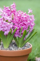 Hyacinthus 'Fondant' in terracotta pot