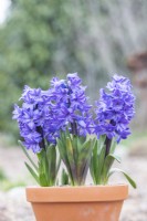 Hyacinthus 'Delft Blue' in terracotta pot
