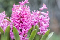 Hyacinthus 'Fondant'