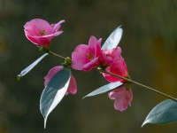Camellia 'Cornish Spring' Cuspidata japonica  April Spring