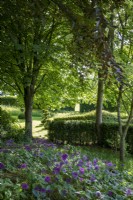 View through a shady woodland garden border, with Allium 'Purple Sensation' in foreground.