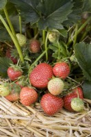 Strawberry - Fragaria ananassa 'Amelia'