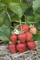 Strawberry - Fragaria ananassa 'Asia'