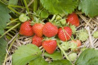 Strawberry - Fragaria ananassa 'Cambridge Favourite'