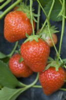 Strawberry - Fragaria ananassa 'Christine'