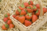 Strawberries in a basket - Fragaria ananassa 'Christine'