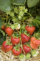 Strawberry - Fragaria ananassa 'Daisy'