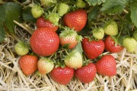 Strawberry - Fragaria ananassa 'Elegance' syn. 'EM1276'