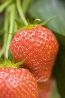 Strawberry - Fragaria ananassa 'Elsanta'